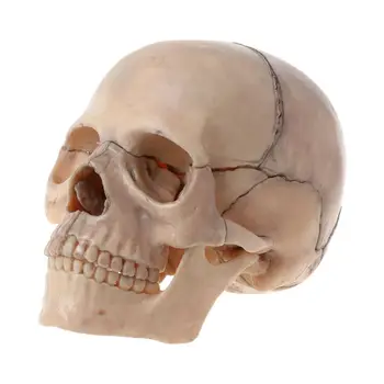 15 шт./компл. Анатомическая модель черепа в разобранном виде, Съемный Медицинский учебный набор, Прямая поставка