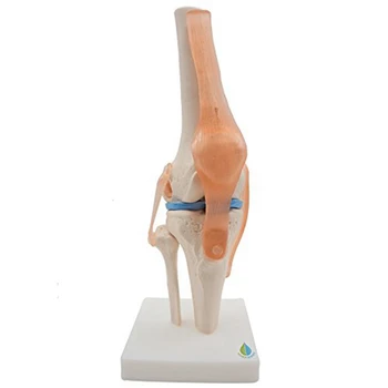 Анатомическая модель скелета коленного сустава Обучающая модель коленного сустава человека со связками, модель в натуральную величину