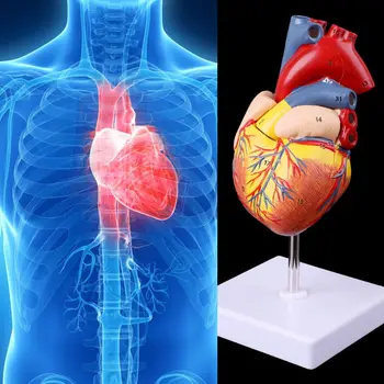 Y1UB Разобранная Анатомическая Модель Человеческого Сердца Медицинский Учебный Инструмент По Анатомии