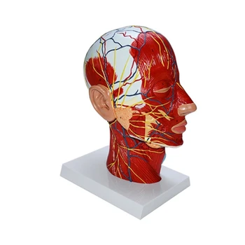 co231 Анатомическая модель головы человека с Мышечно-нервно-сосудистыми структурами для научного образования