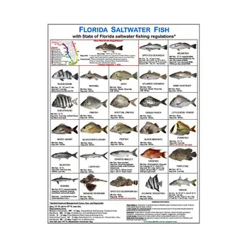 Идентификационная карточка рыболова Справочник по видам рыб с магнитами Идентификационная карточка морской рыбы Флориды для лодок-причалов