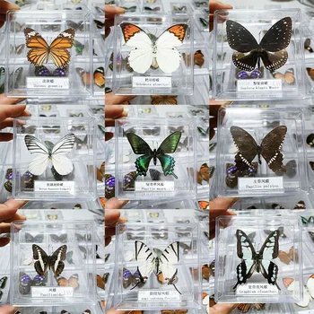 Прозрачная акриловая коробка для настоящих образцов бабочек, ее можно открыть, чтобы научиться наблюдать за насекомыми, обучающая коробка, размер 9.5*9.5*2.5 см